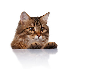 Image showing Cute cat