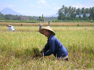 Image showing bali