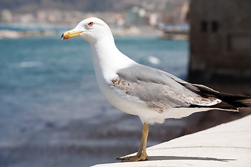 Image showing seagull