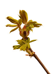 Image showing chestnut bud