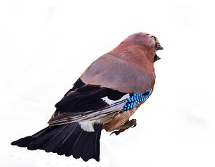 Image showing jay in winter plumage close up