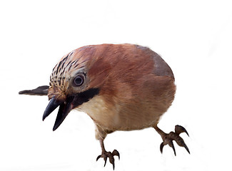 Image showing jay in winter plumage close up