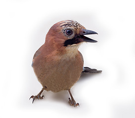 Image showing jay in winter plumage close up