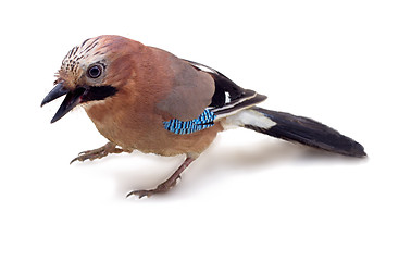 Image showing jay in winter plumage close up