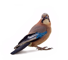 Image showing jay in winter plumage close up