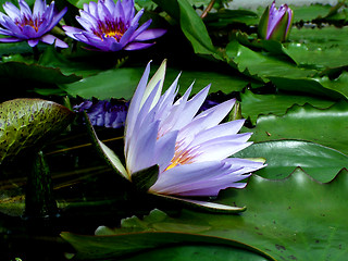 Image showing Water Lily