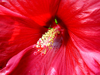 Image showing Hibiscus