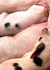 Image showing Hogs