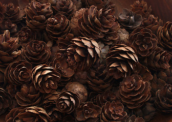 Image showing pine cones