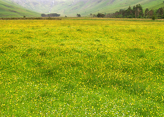 Image showing Meadow