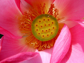 Image showing Lotus