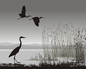 Image showing Illustration herons