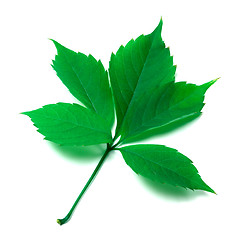 Image showing Green leaf on white background