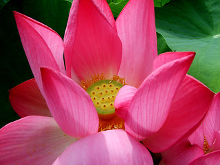 Image showing Lotus