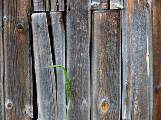 Image showing Wooden wall background