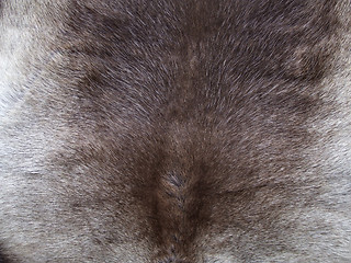 Image showing Reindeer fur at a souvenir shop