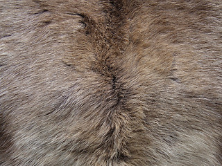 Image showing Animal fur natural background