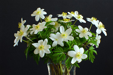 Image showing Bouquet of wood anemones