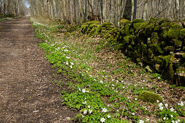 Image showing Anemones at roadside