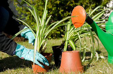 Image showing Fixing green flowers