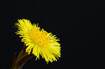 Image showing Tussilago closeup