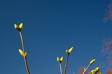 Image showing Lilac buds