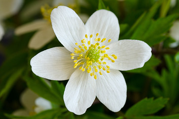 Image showing Wood anemone