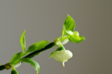 Image showing Blueberry bud in closeup