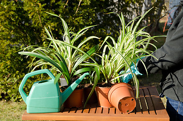 Image showing Fixing spider plants