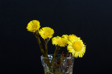 Image showing Bouquet of tussilago