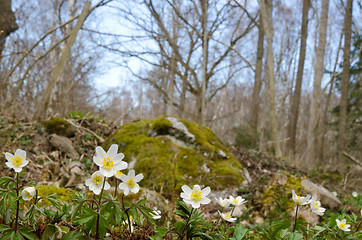 Image showing Wood anemones closeup