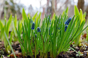 Image showing Hyacinths in springtime