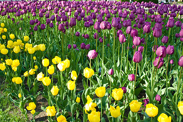 Image showing Beautiful flowers - tulips.