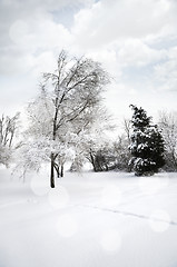 Image showing Winter Landscape