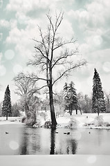 Image showing Winter Landscape