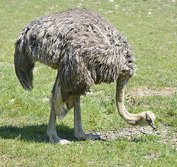 Image showing Ostrich