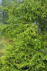 Image showing Spruce northern Russia