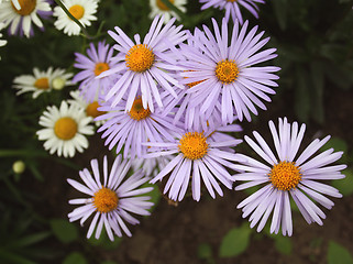 Image showing summer fine flowers of our planet