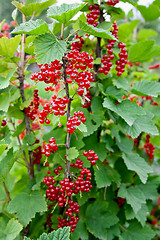 Image showing Red currant