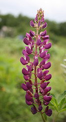 Image showing fine flowers of our planet