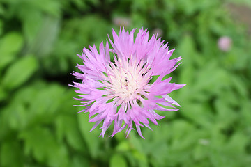 Image showing fine flowers of our planet