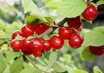 Image showing branch of cherry red