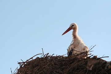 Image showing Stork
