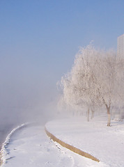 Image showing Alley in the park with trees in the frost.