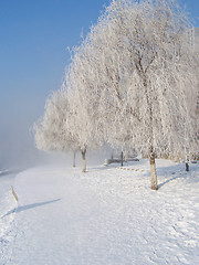 Image showing Alley in the park with trees in the frost.