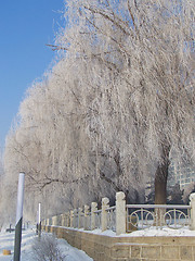 Image showing Alley in the park with trees in the frost.