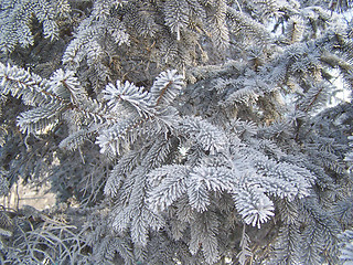 Image showing The branches of the spruce in frost.