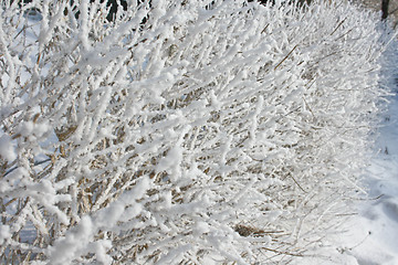 Image showing The trees in the frost
