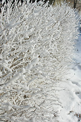 Image showing The trees in the frost