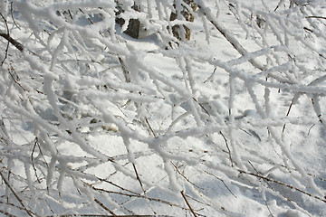 Image showing The trees in the frost